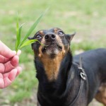 Why does my dog eat grass?