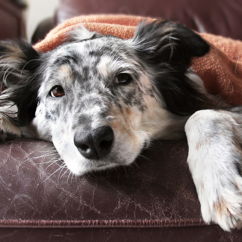 What To Feed Puppies After Vomiting