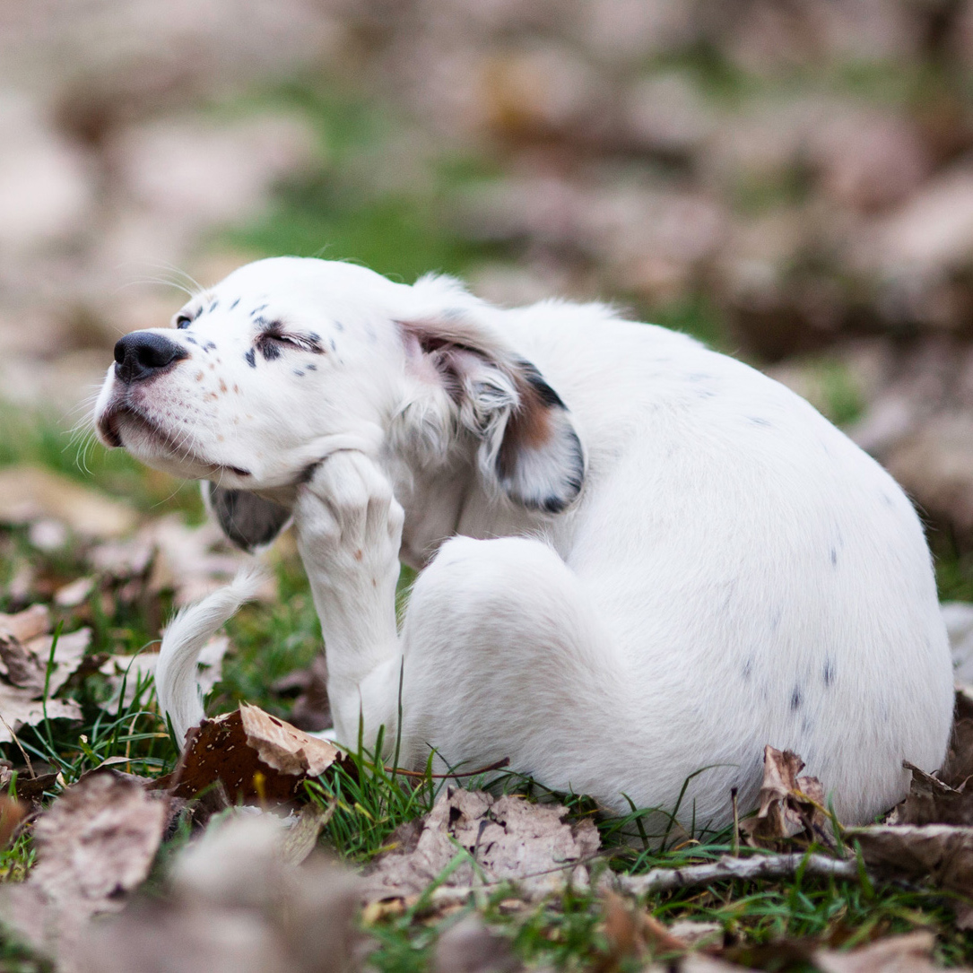 Help my dog has fleas dig in