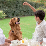 Top 15 human foods your dog shouldn’t eat