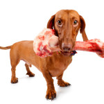 What type of bones should I feed my dog?