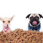 How much and how often should I feed my dog?