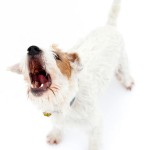 5 ways to stop your dog barking excessively