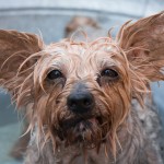 3 effective natural flea treatments