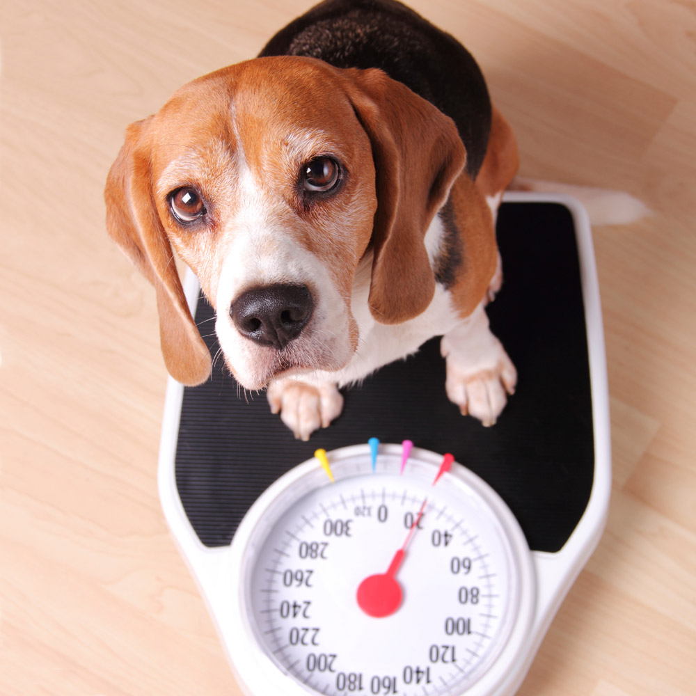 is-my-dog-overweight-dig-in