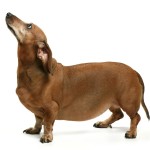 5 ways to help your dog loose weight