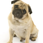 5 Common Pug Health Problems