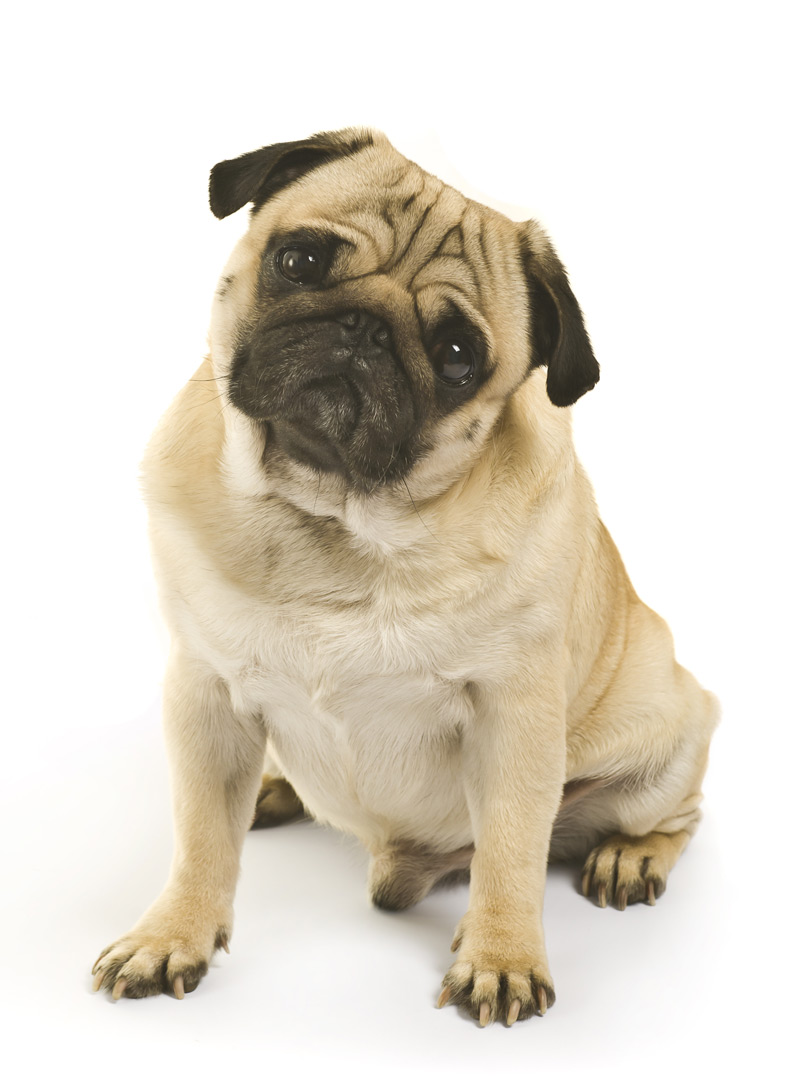 5 Common Pug Health Problems - Dig-In