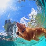 Keep Your Dog Cool this Summer