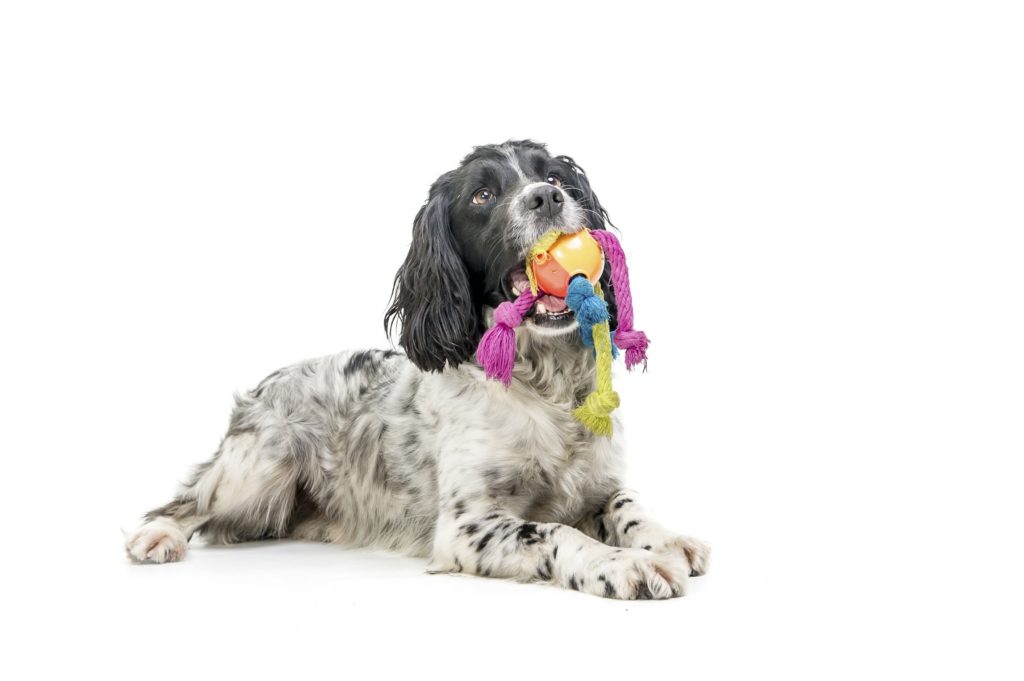 english cocker spaniel with tail