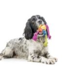 5 Common Cocker Spaniel Health Problems