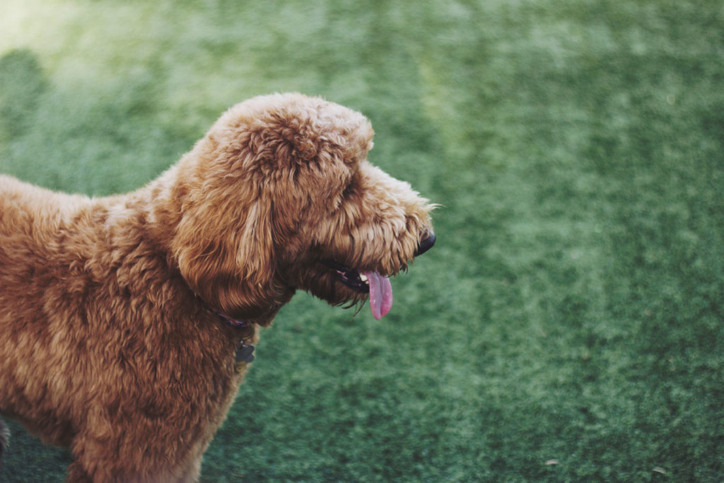 5 Common Labradoodle Health Problems 