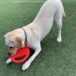 Customer Journey: Help Getting Your Labrador to Poo right