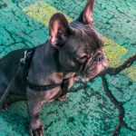 3 Common French Bulldog Health Problems That Every Owner Needs to Know.