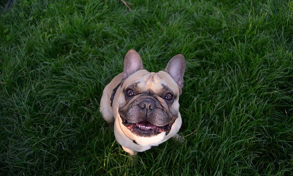 3 Common French Bulldog Health Problems That Every Owner