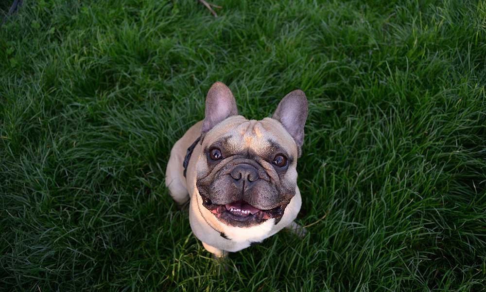 3 Common French Bulldog Health Problems That Every Owner Needs To Know Dig In