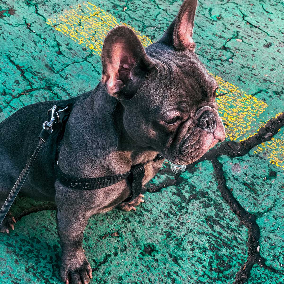 3 Common French Bulldog Health Problems That Every Owner