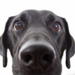 5 Common dog behaviours explained