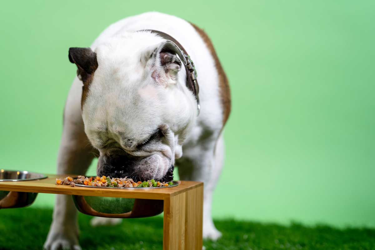 English deals bulldog supplements