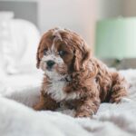 5 Common Cavoodle Health Problems