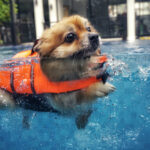 How Swimming can improve your dog’s health & wellbeing
