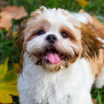 5 Common Health Problems for Shih Tzu dogs