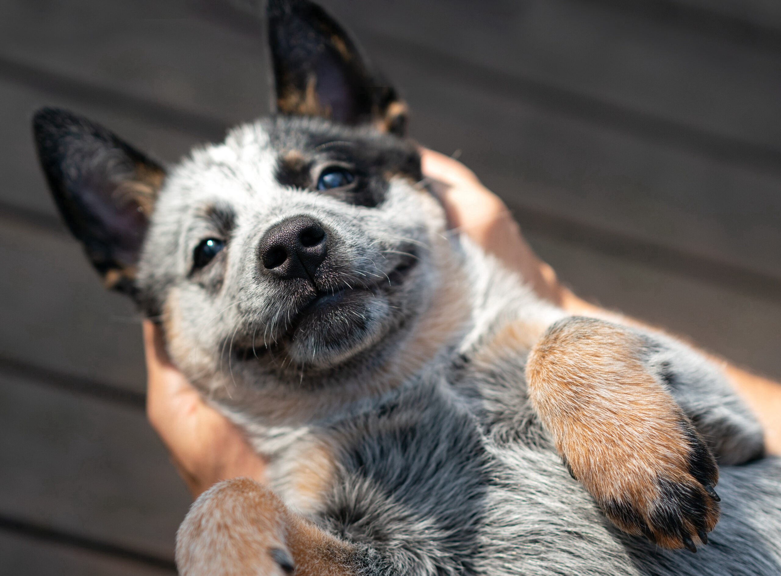 How to know if my dog needs probiotics DigIn