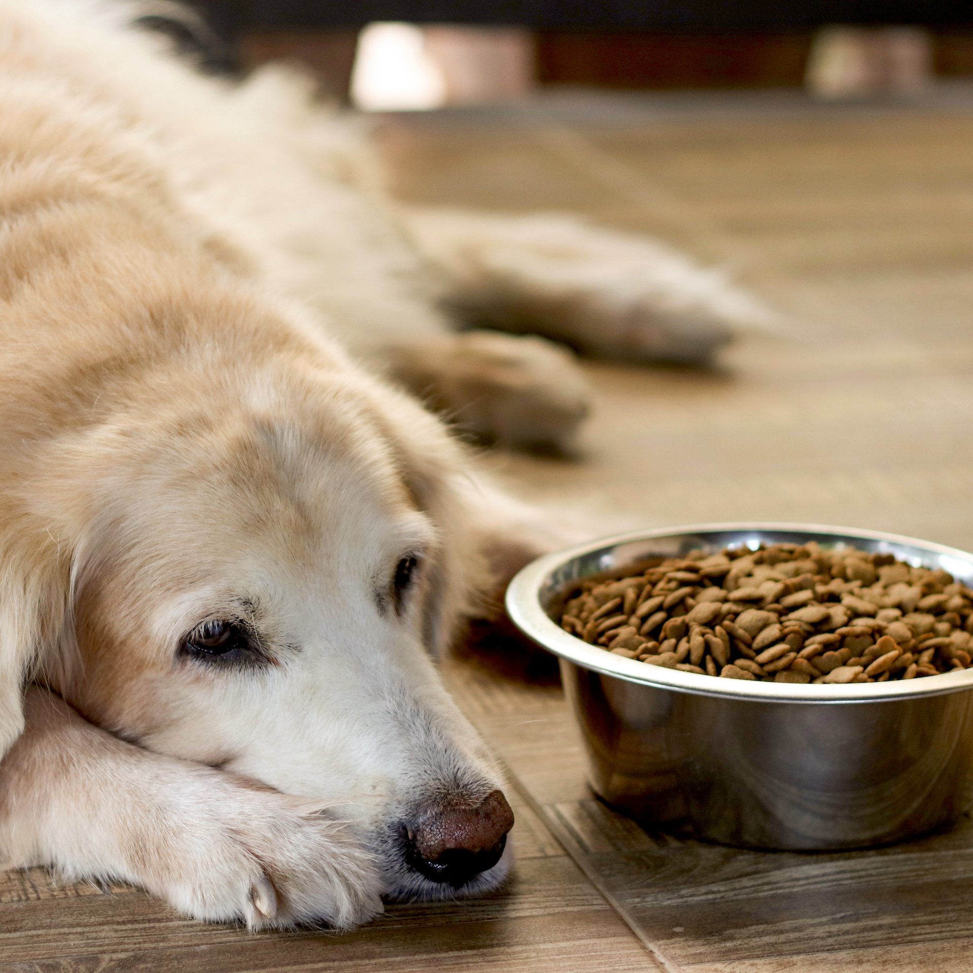 Curated visual reference: Visual Reference: 4 Warning Signs Your Dog Might Need Prebiotics