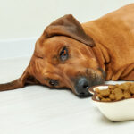 Understanding Food Allergies in Dogs: How Dig-In Can Help