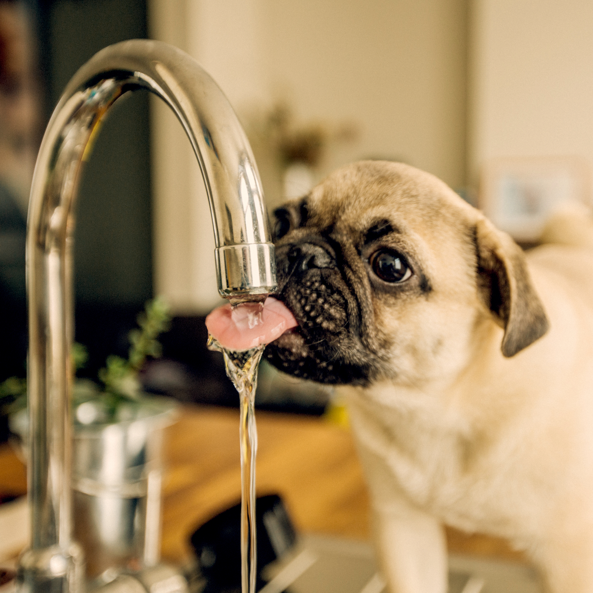 Beating the Australian Heat with Your Pup - Dig-In