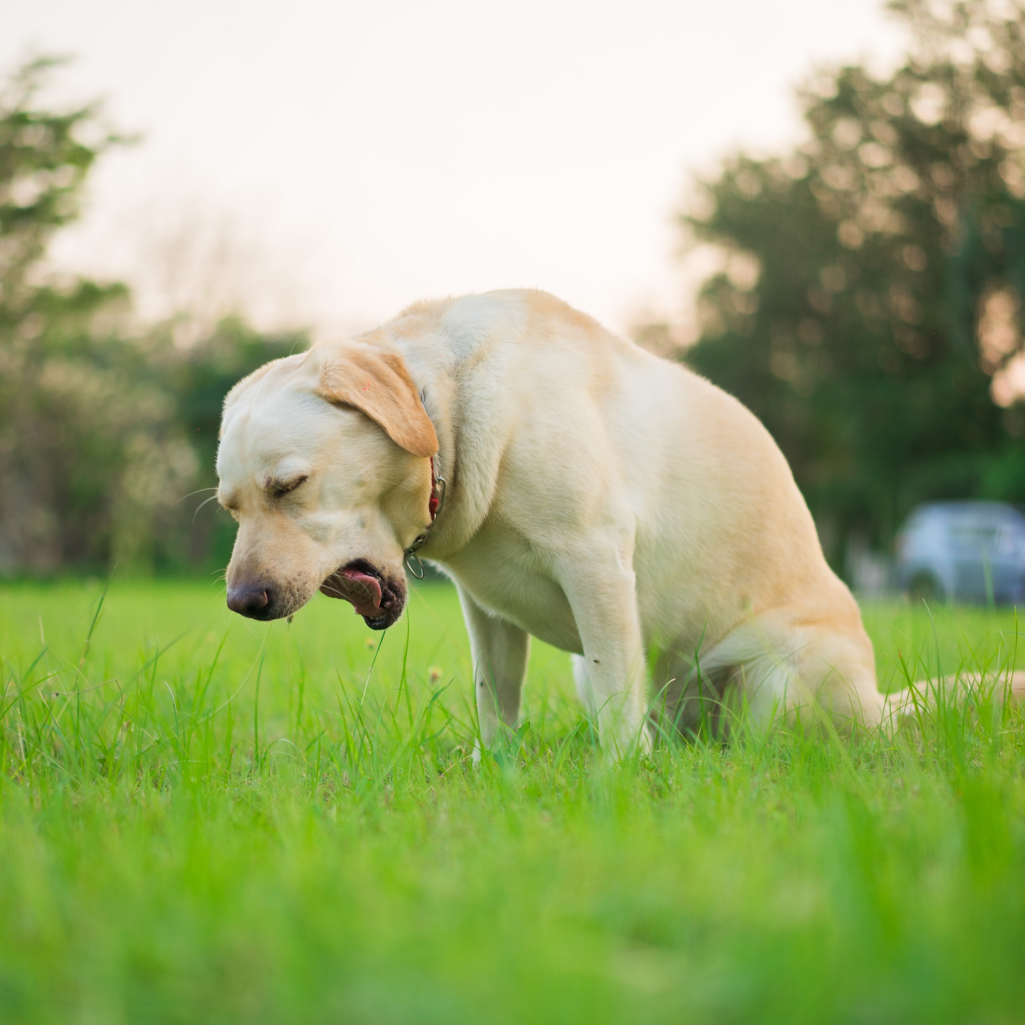 Kennel Cough Prevention Tips for Your Dog DigIn